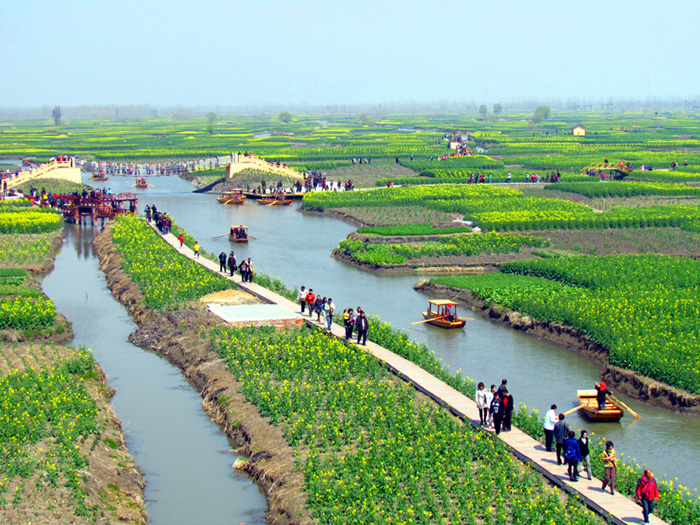江苏兴化千岛水上油菜花海