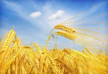 中国明日起对澳洲进口大麦征收高达80.5%税