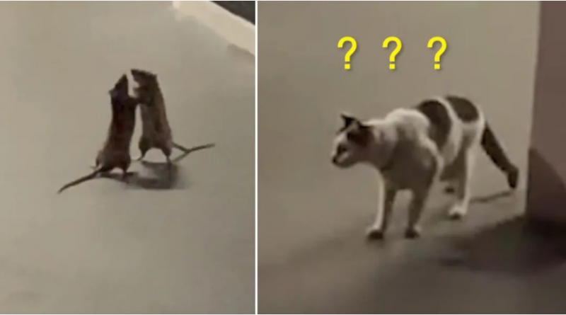 两只老鼠站立互殴 猫咪被吓傻丨趣观世界