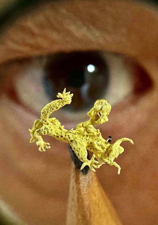 像眼睛那麼小的黃金龍，讓人看得目瞪口呆！