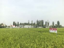 (走進中國鄉村)鹽碱地中蕩稻浪 新疆南部鄉村成“水鄉”