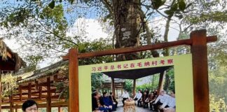 散文:《山茶映心》