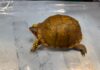 香港海關檢獲受管制屬瀕危物種活龜