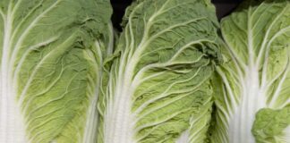 河北省爆白菜泡甲醛後出貨 引發鄰國食安疑慮